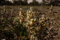 Atriplex lindleyi