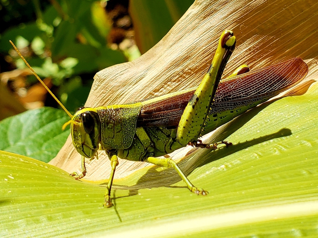 Obscure Bird Grasshopper from 303 E 2nd St, Winslow, AZ 86047, USA on ...