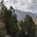 Cordilleran Cypress - Photo (c) Nodora L. Moyano, some rights reserved (CC BY-NC-SA), uploaded by Nodora L. Moyano