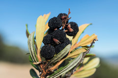 Comarostaphylis polifolia