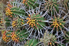 Euphorbia ferox