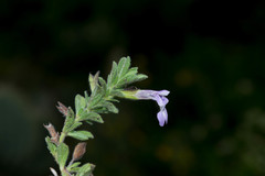 Salvia axillaris