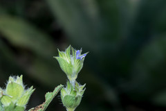 Salvia hirsuta