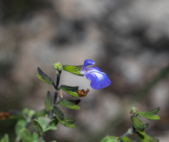 Salvia thymoides