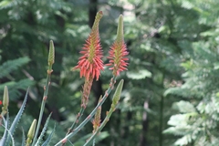 Aloe arborescens