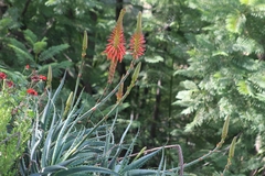 Aloe arborescens