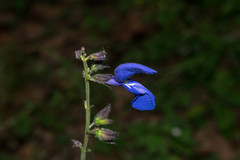 Salvia vitifolia