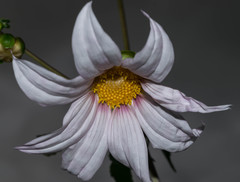 Dahlia campanulata