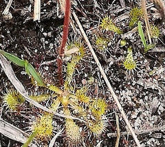 Drosera natalensis