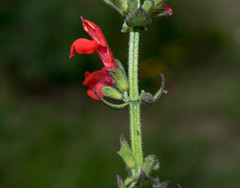 Salvia ozolotepecensis