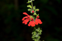Salvia ozolotepecensis
