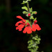 Salvia ozolotepecensis - Photo (c) Heriberto Ávila-González, some rights reserved (CC BY-NC), uploaded by Heriberto Ávila-González