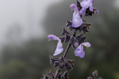 Salvia melissodora