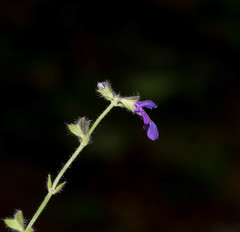 Salvia pusilla