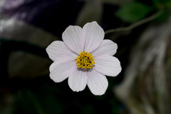 Cosmos diversifolius