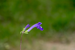 Scutellaria dumetorum