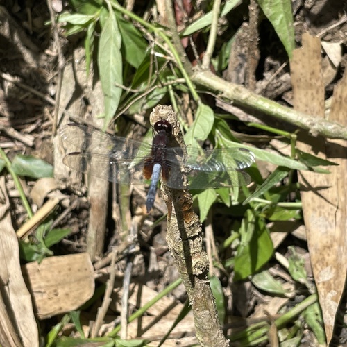 Photo of Red-faced Dragonlet (Erythrodiplax fusca)