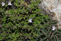 Salvia axillaris