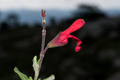 Salvia oaxacana