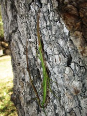 Pseudosermyle tridens