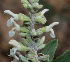 Salvia candicans