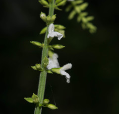 Salvia languidula