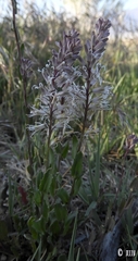 Thelypodium crispum