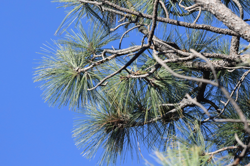 Apache pine (Pinus engelmannii)