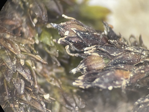 Orthotrichum euryphyllum