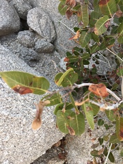 Rhus kearneyi