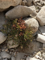 Rhus kearneyi