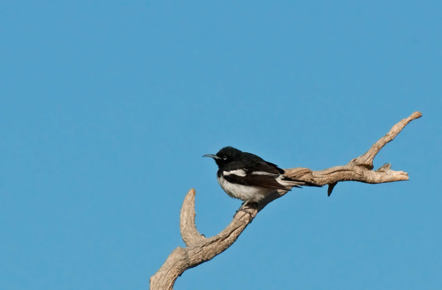 Certhionyx variegatus