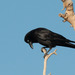 Little Crow - Photo (c) Rolf Lawrenz, some rights reserved (CC BY), uploaded by Rolf Lawrenz