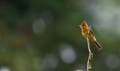 Northern Tufted Flycatcher photo 5