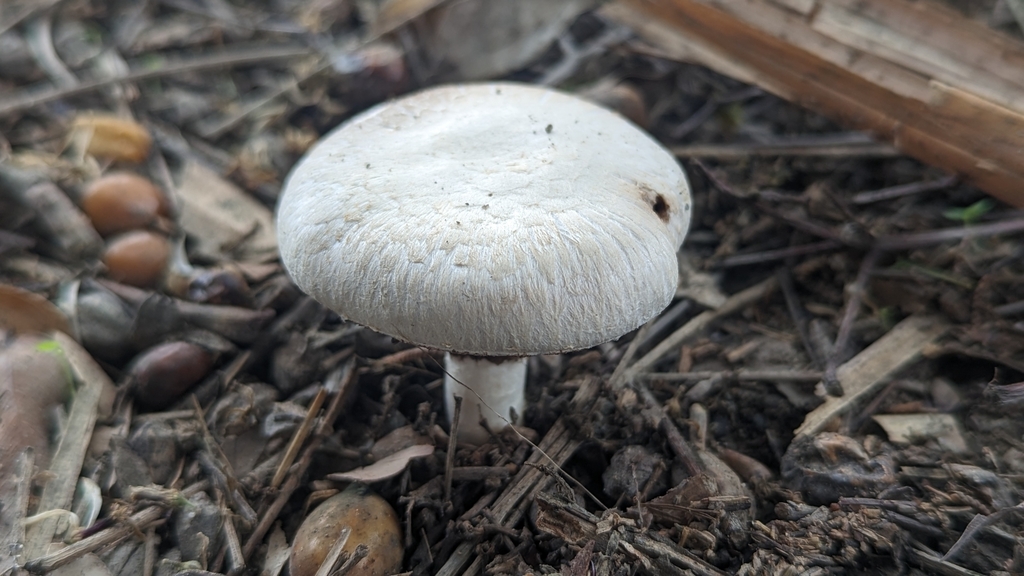 Agaricus campestris · April 2023 · photo: © uioiu9420 (iNaturalist, cc0)