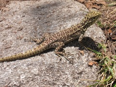 Stenocercus crassicaudatus