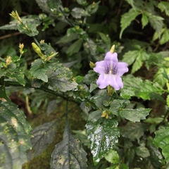 Strobilanthes flexicaulis