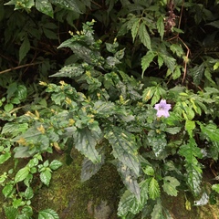 Strobilanthes flexicaulis