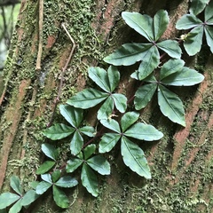 Tetrastigma obtectum glabrum