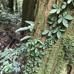 Tetrastigma obtectum glabrum