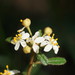 Asterolasia asteriscophora albiflora - Photo (c) Reiner Richter, algunos derechos reservados (CC BY-NC-SA), subido por Reiner Richter