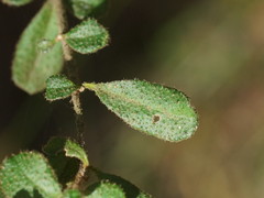 Asterolasia asteriscophora albiflora