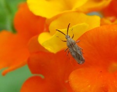 Teleonemia scrupulosa