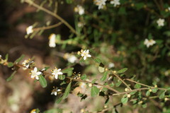 Asterolasia asteriscophora albiflora