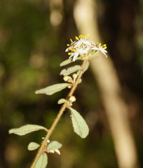 Asterolasia asteriscophora albiflora