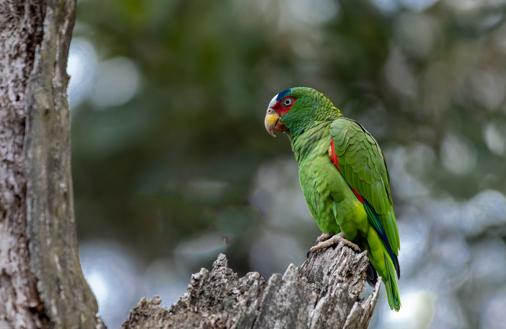 White-Fronted Amazon