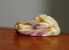 Chamaeclea basiochrea