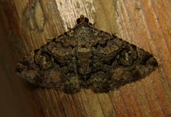 Toxonprucha diffundens