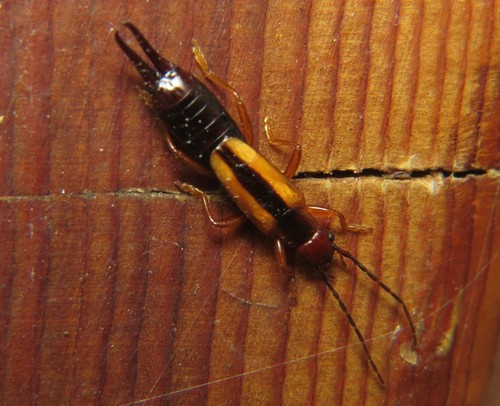 Lined Earwig