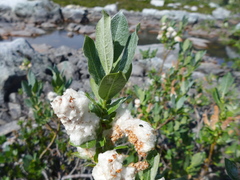 Salix commutata
